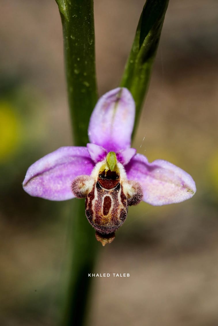 في يوم الأنواع المهددة بالانقراض... جردة لأنواع متوطنة في لبنان